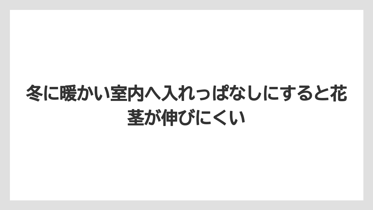 【栽培】【農園】【農業】冬に暖かい室内へ入れっぱなしにすると花茎が伸びにくい