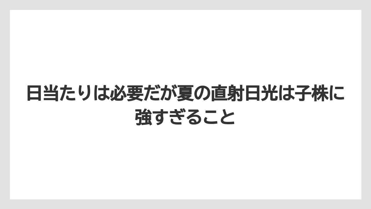 【100均】【エケベリア】【バラ】【多肉植物】【栽培】日当たりは必要だが夏の直射日光は子株に強すぎること