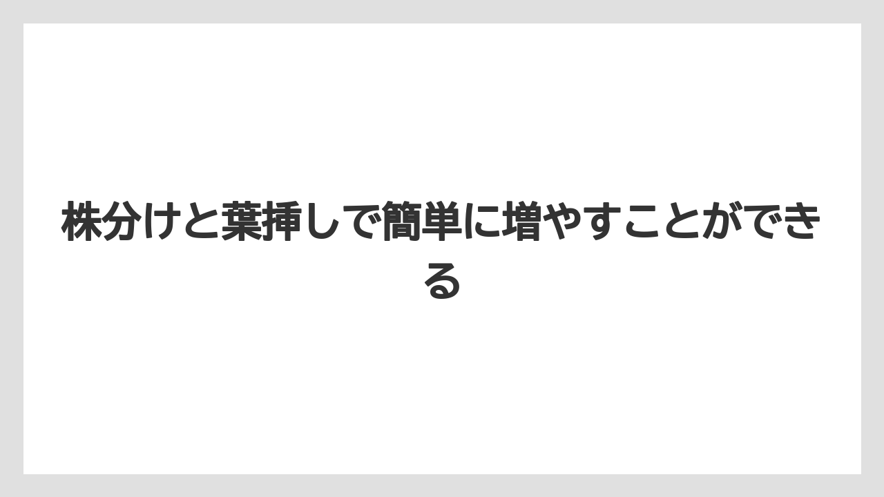 【サンスベリア】【栽培】【農業】株分けと葉挿しで簡単に増やすことができる
