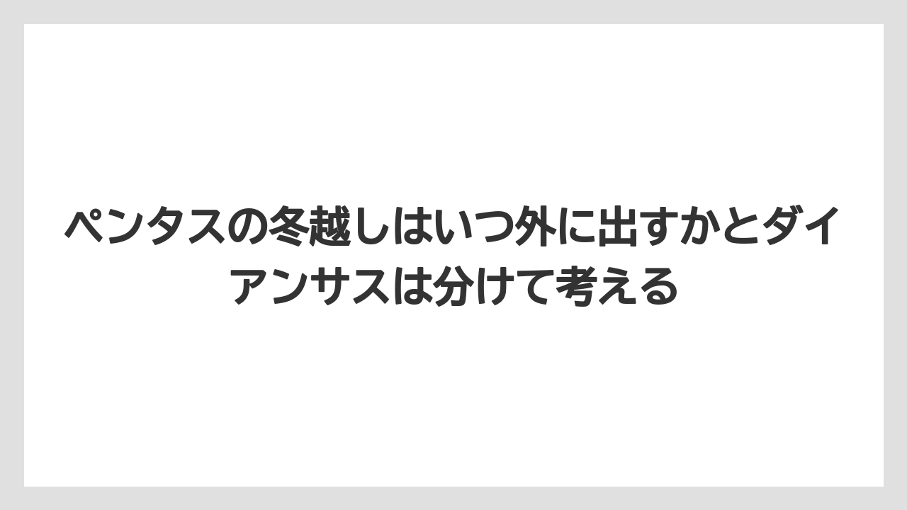 【栽培】【農園】【農業】ペンタスの冬越しはいつ外に出すかとダイアンサスは分けて考える