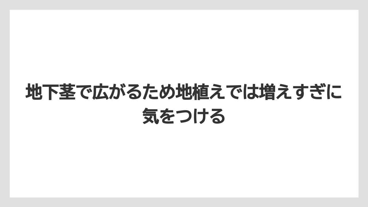 【ミント】【栽培】【猫】地下茎で広がるため地植えでは増えすぎに気をつける