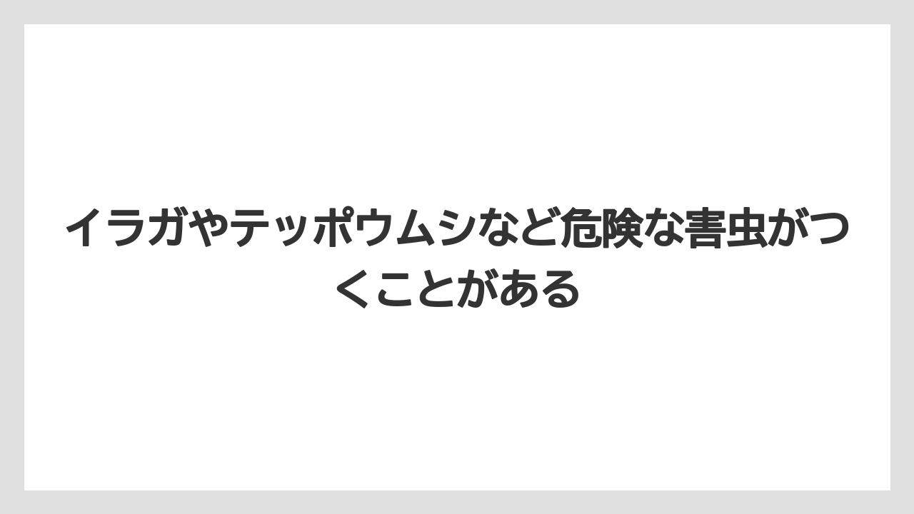 【オリーブ】【栽培】【農業】イラガやテッポウムシなど危険な害虫がつくことがある