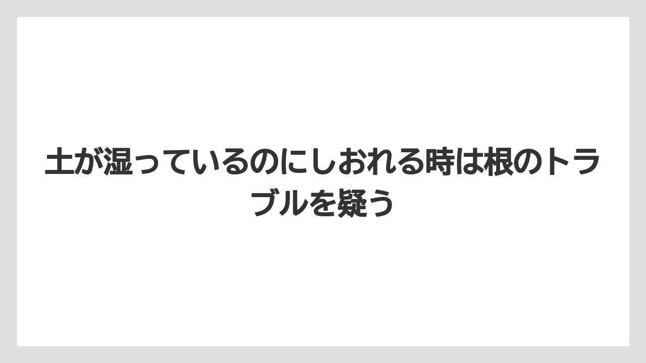 【ハイポネックス】【メネデール】【リキダス】【液体肥料】【肥料】土が湿っているのにしおれる時は根のトラブルを疑う