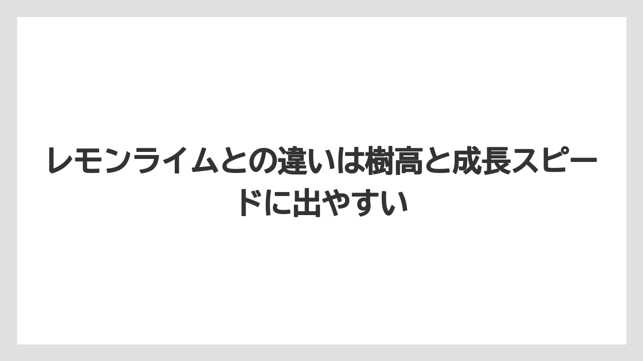 【レモン】【栽培】【農業】レモンライムとの違いは樹高と成長スピードに出やすい