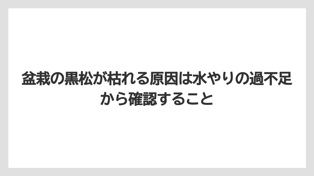 【枯れ】【栽培】【農業】盆栽の黒松が枯れる原因は水やりの過不足から確認すること
