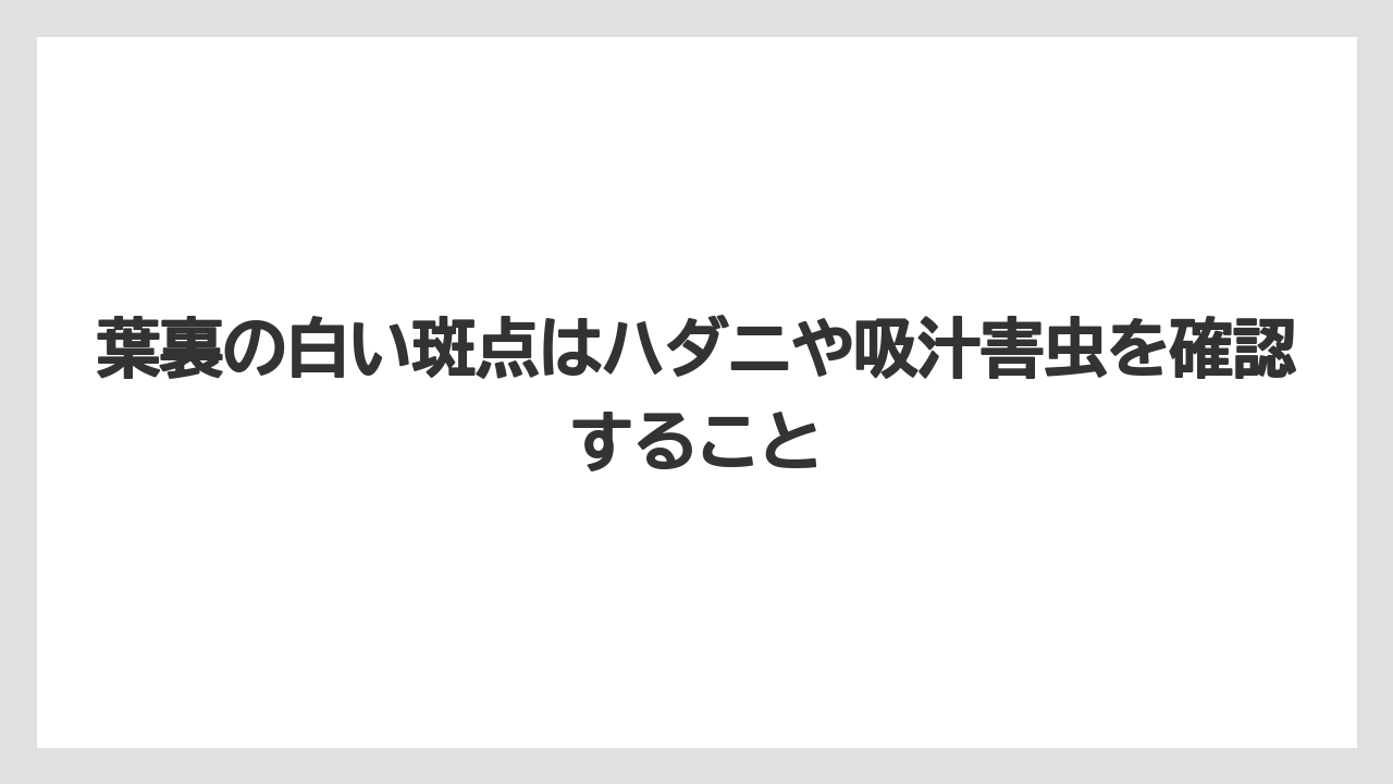 【コーヒー】【大葉】【栽培】【肥料】【農業】葉裏の白い斑点はハダニや吸汁害虫を確認すること