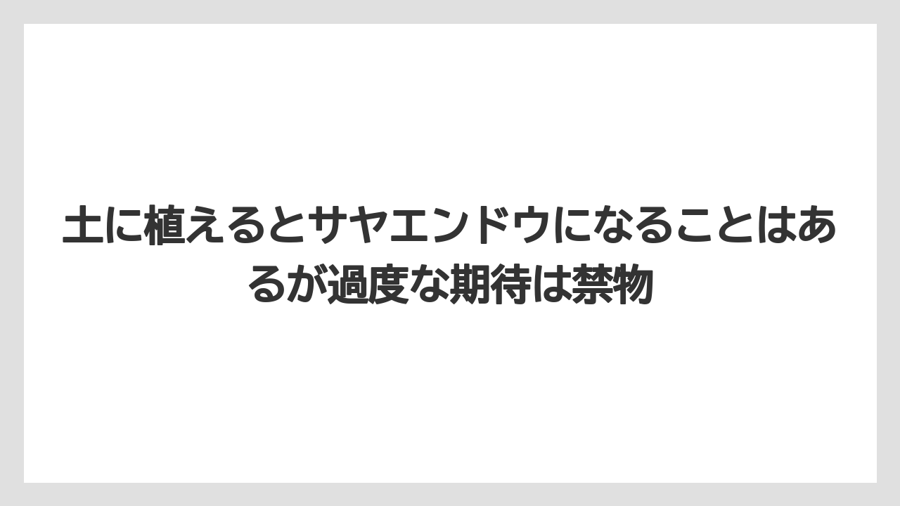【支柱】【栽培】【豆苗】【農業】土に植えるとサヤエンドウになることはあるが過度な期待は禁物
