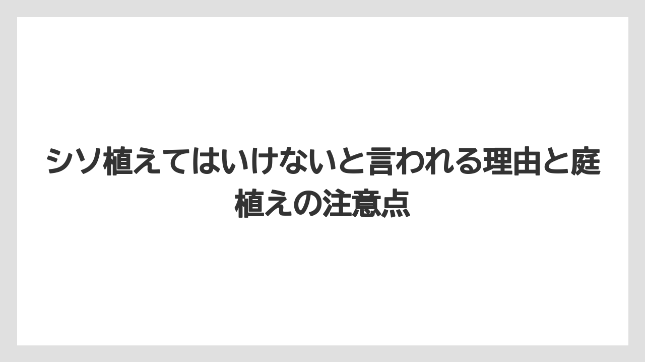 シソ植えてはいけないと言われる理由と庭植えの注意点