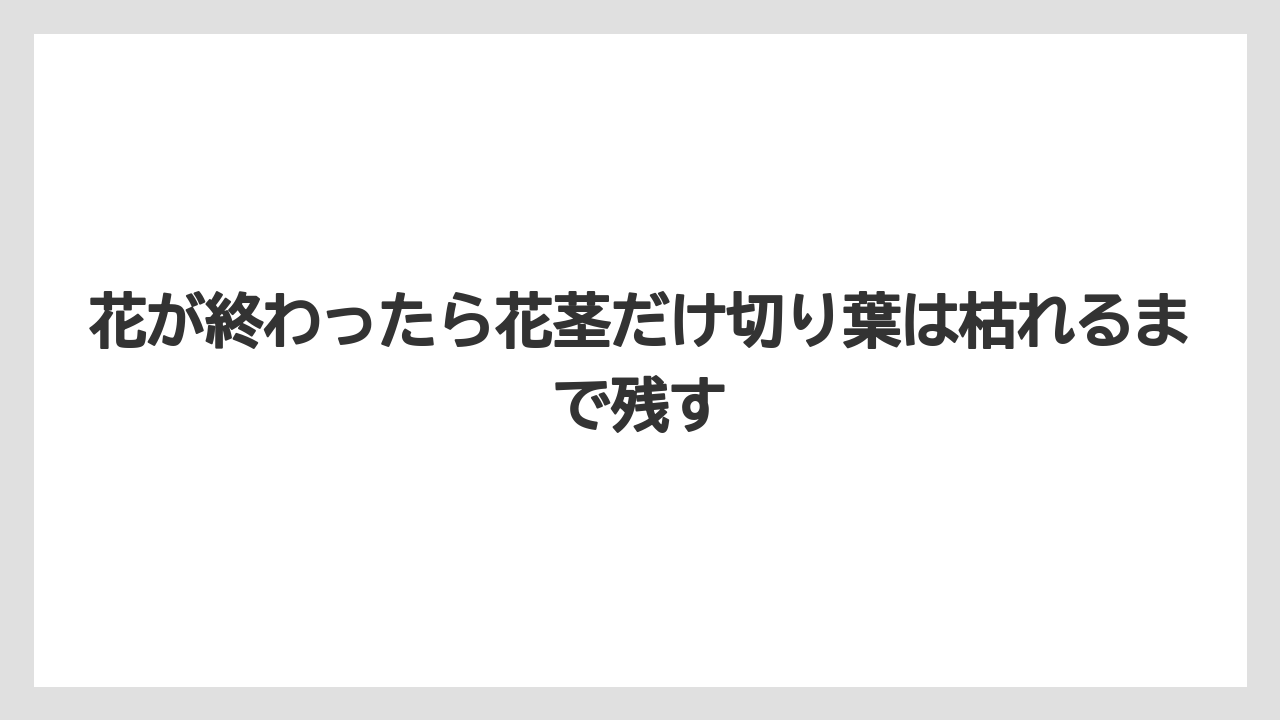 【栽培】【農園】【農業】花が終わったら花茎だけ切り葉は枯れるまで残す