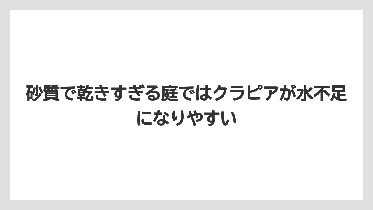 【バラ】【栽培】【農業】砂質で乾きすぎる庭ではクラピアが水不足になりやすい