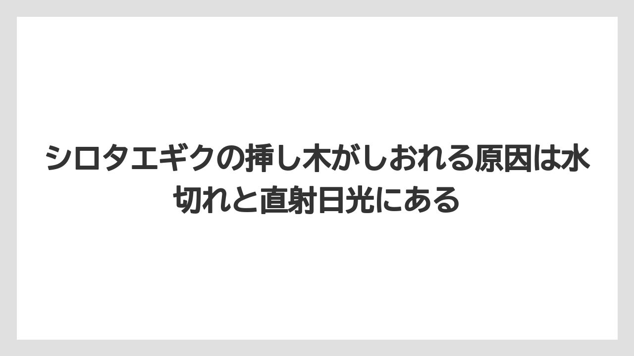 【栽培】【農園】【農業】シロタエギクの挿し木がしおれる原因は水切れと直射日光にある