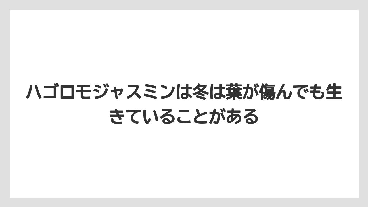【枯れ】【栽培】【越し】ハゴロモジャスミンは冬は葉が傷んでも生きていることがある