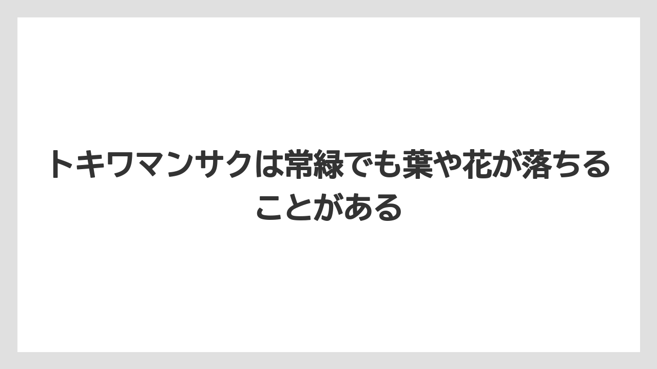 【栽培】【農園】【農業】トキワマンサクは常緑でも葉や花が落ちることがある