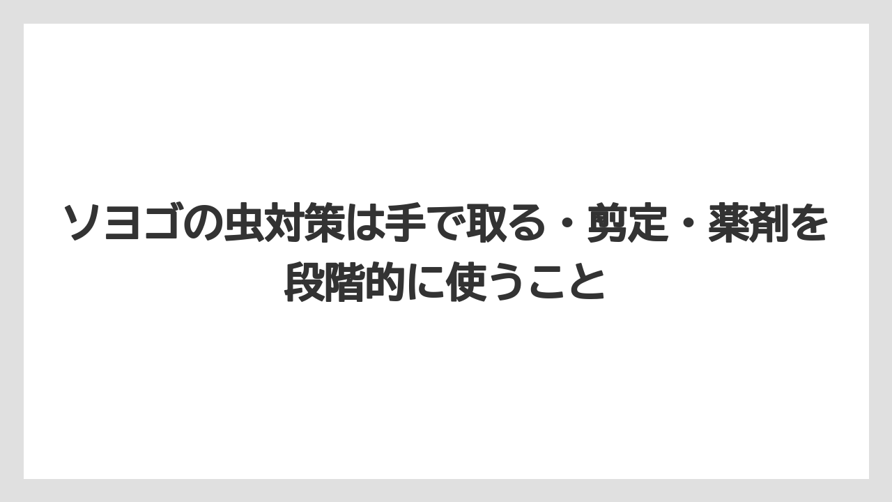 【ソヨゴ】【栽培】【農業】ソヨゴの虫対策は手で取る・剪定・薬剤を段階的に使うこと