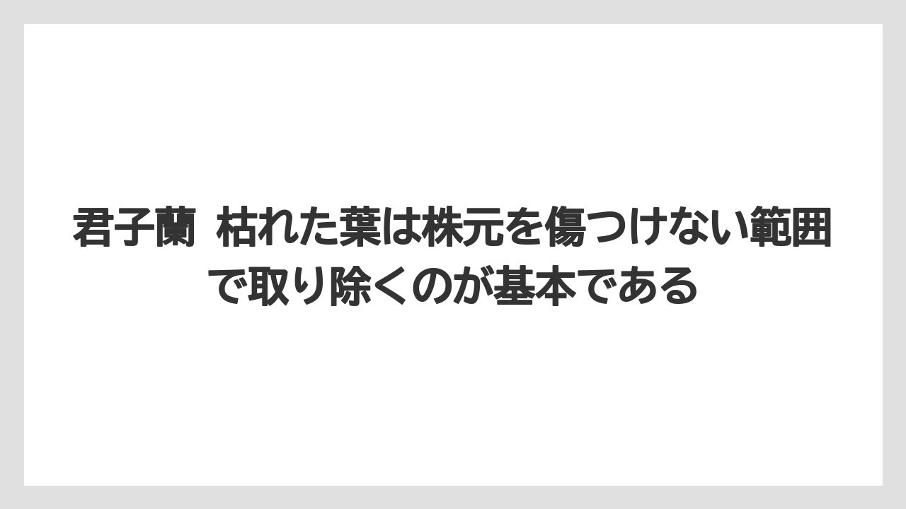 【栽培】【農園】【農業】君子蘭 枯れた葉は株元を傷つけない範囲で取り除くのが基本である