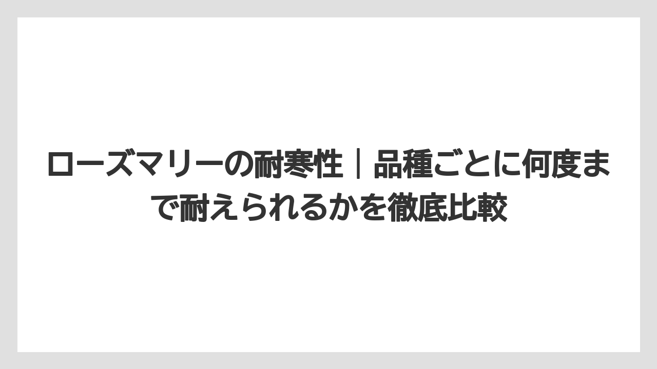ローズマリーの耐寒性|品種ごとに何度まで耐えられるかを徹底比較