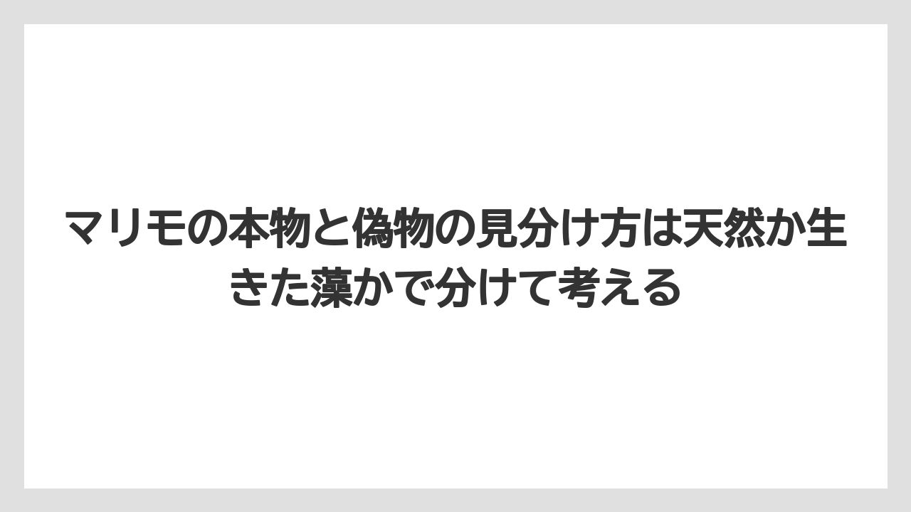 【栽培】【農園】【農業】マリモの本物と偽物の見分け方は天然か生きた藻かで分けて考える