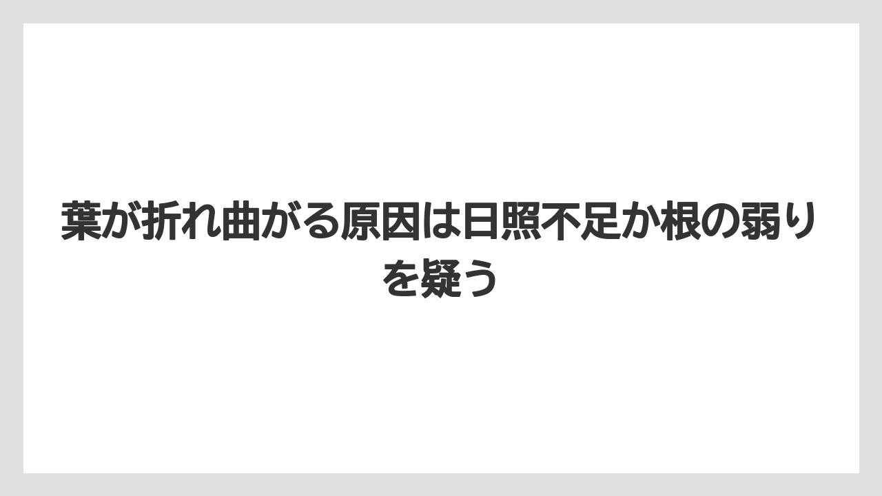 【サンスベリア】【栽培】【農業】葉が折れ曲がる原因は日照不足か根の弱りを疑う