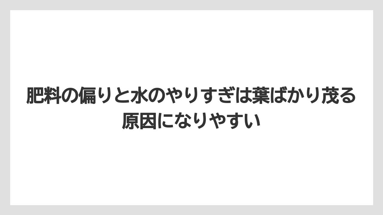 【栽培】【農園】【農業】肥料の偏りと水のやりすぎは葉ばかり茂る原因になりやすい