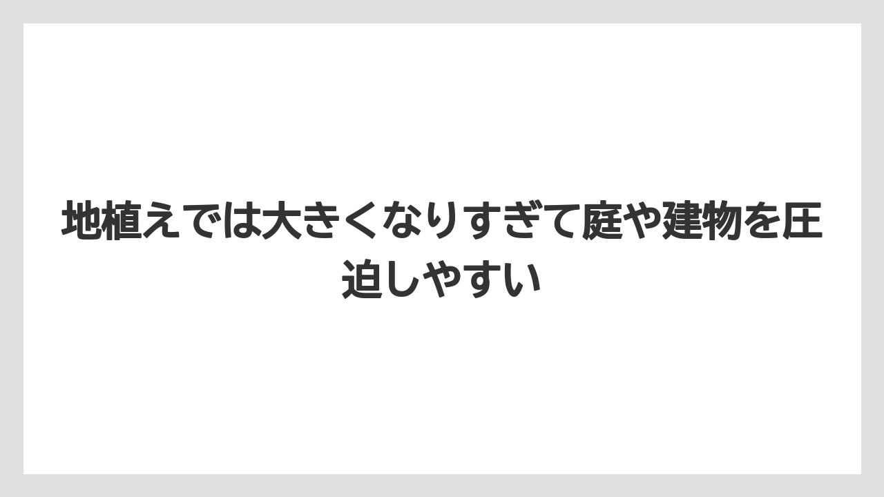 【いけない】【シマトネリコ】【栽培】【植え】地植えでは大きくなりすぎて庭や建物を圧迫しやすい