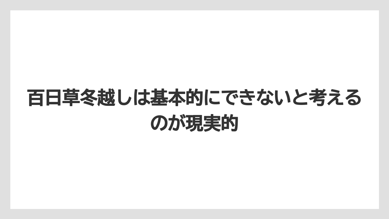【栽培】【草】【越し】百日草冬越しは基本的にできないと考えるのが現実的