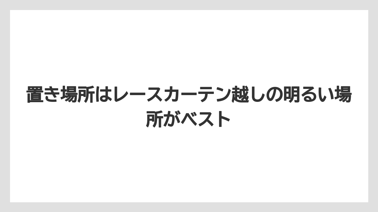 【サンスベリア】【栽培】【農業】置き場所はレースカーテン越しの明るい場所がベスト