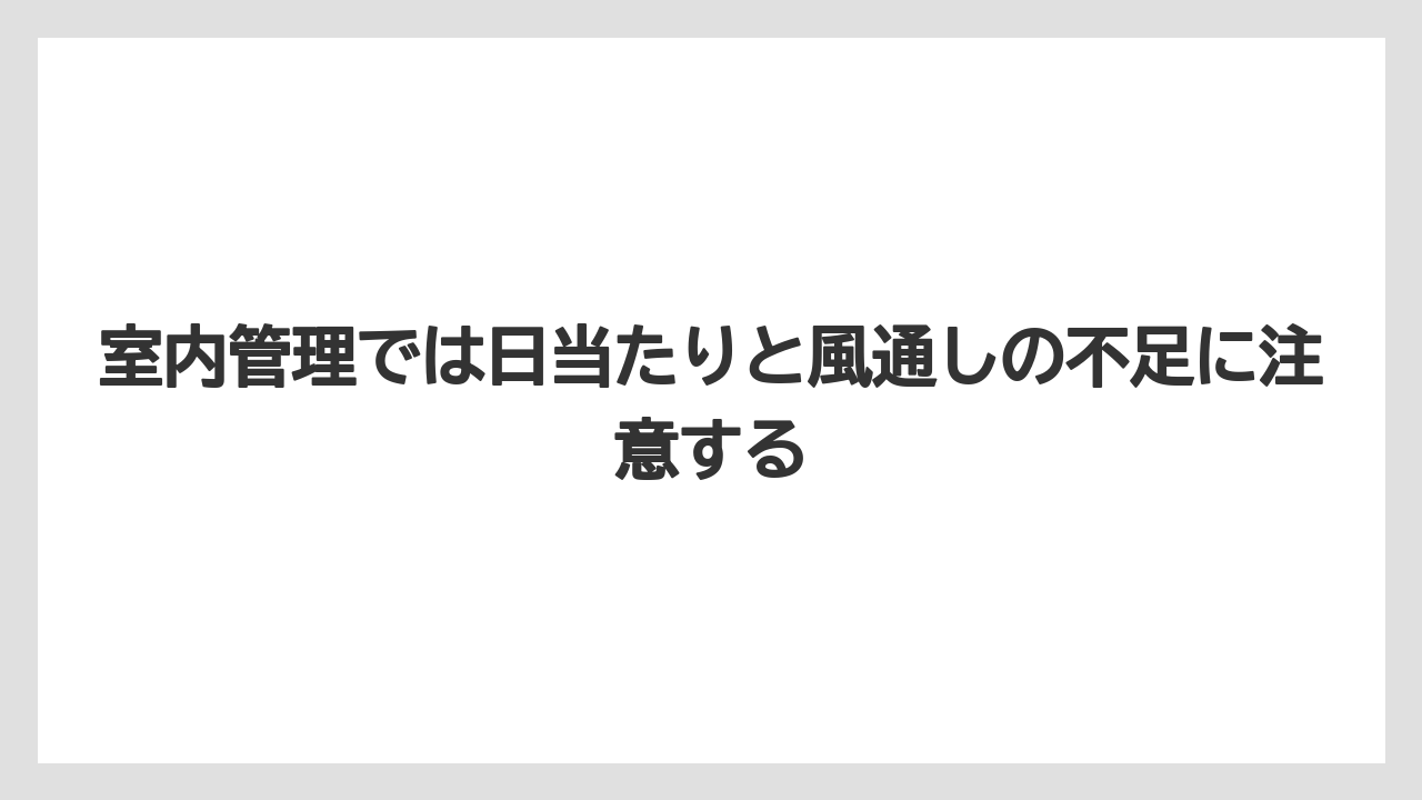 【栽培】【育て方】【越し】室内管理では日当たりと風通しの不足に注意する