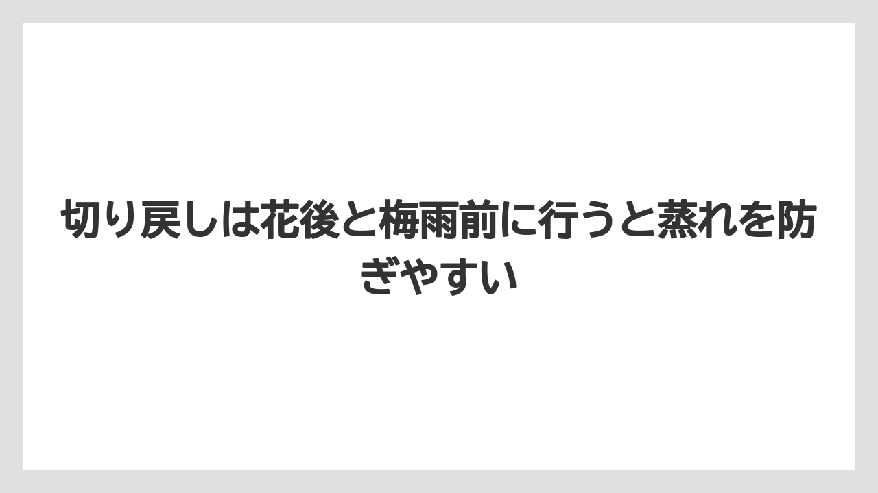 【ほったらかし】【栽培】【植え】切り戻しは花後と梅雨前に行うと蒸れを防ぎやすい