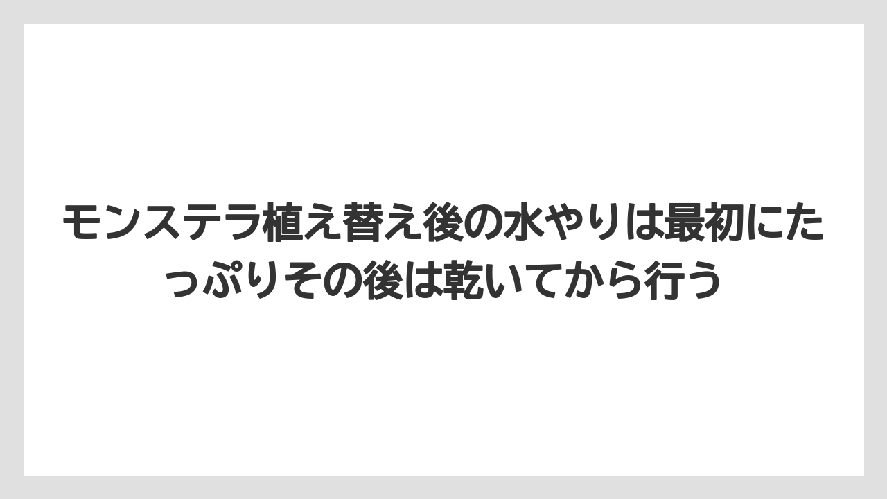 【モンステラ】【栽培】【農業】モンステラ植え替え後の水やりは最初にたっぷりその後は乾いてから行う