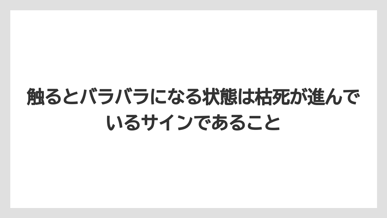 【まりも】【バラ】【栽培】触るとバラバラになる状態は枯死が進んでいるサインであること