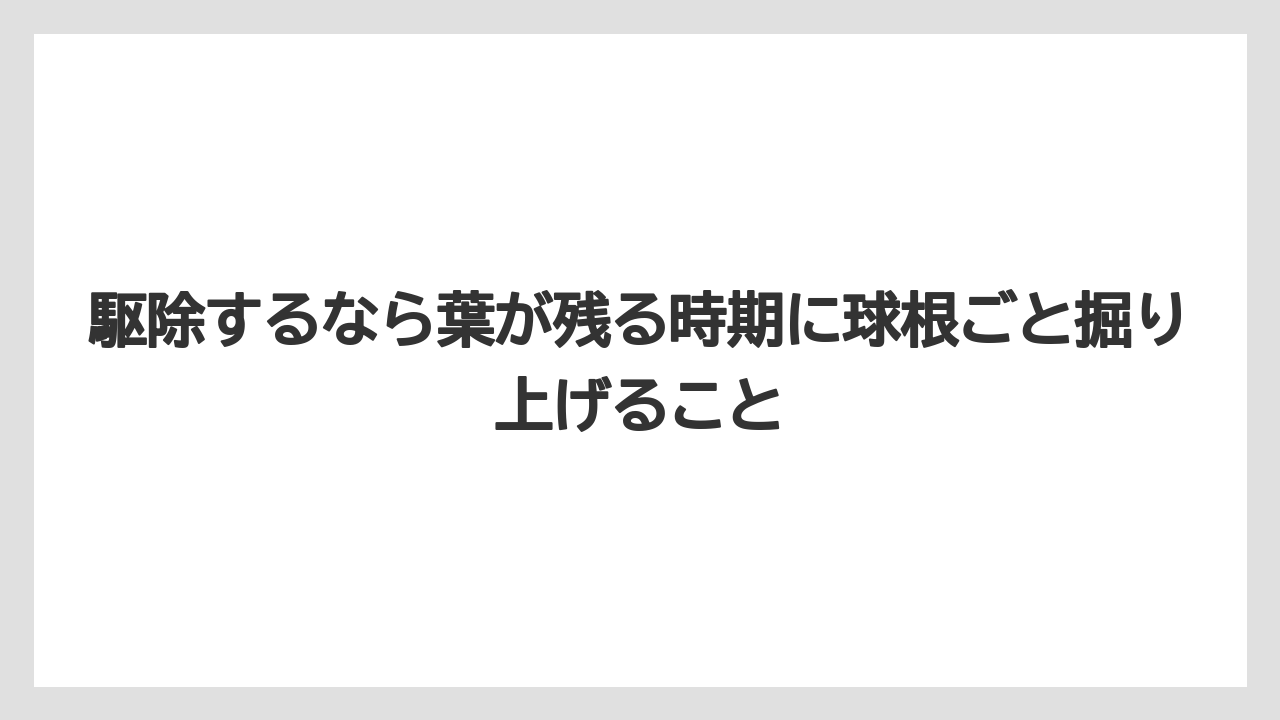 【いけない】【ハナニラ】【庭】【栽培】【植え】駆除するなら葉が残る時期に球根ごと掘り上げること