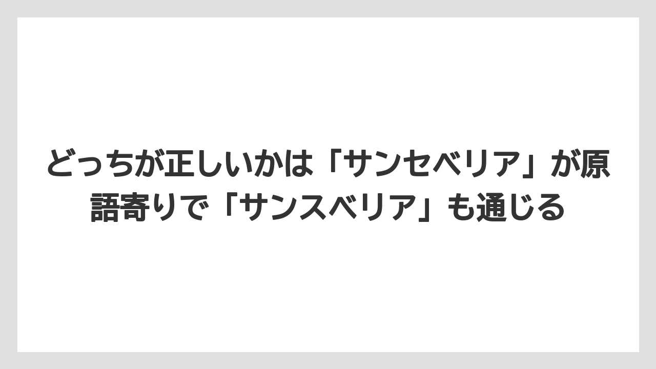 【サンスベリア】【サンセベリア】【栽培】どっちが正しいかは「サンセベリア」が原語寄りで「サンスベリア」も通じる