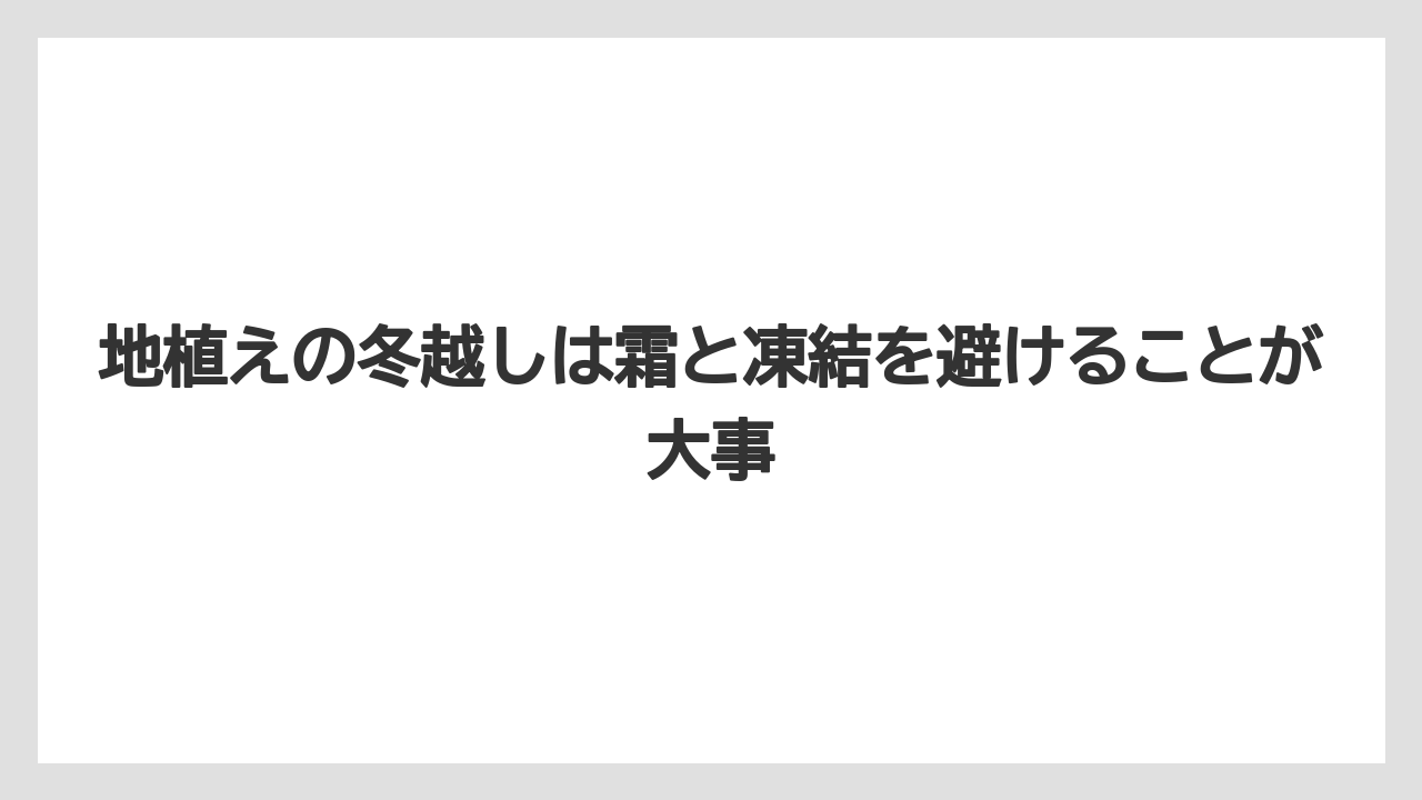 【栽培】【農園】【農業】地植えの冬越しは霜と凍結を避けることが大事