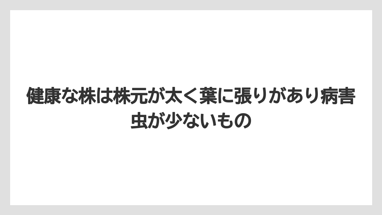 【栽培】【農園】【農業】健康な株は株元が太く葉に張りがあり病害虫が少ないもの