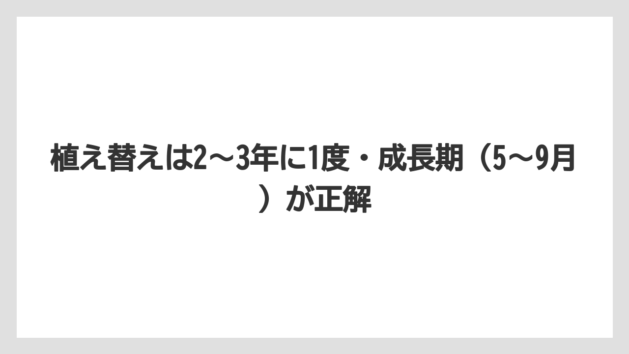 【ガジュマル】【根】【栽培】【育て方】植え替えは2〜3年に1度・成長期（5〜9月）が正解