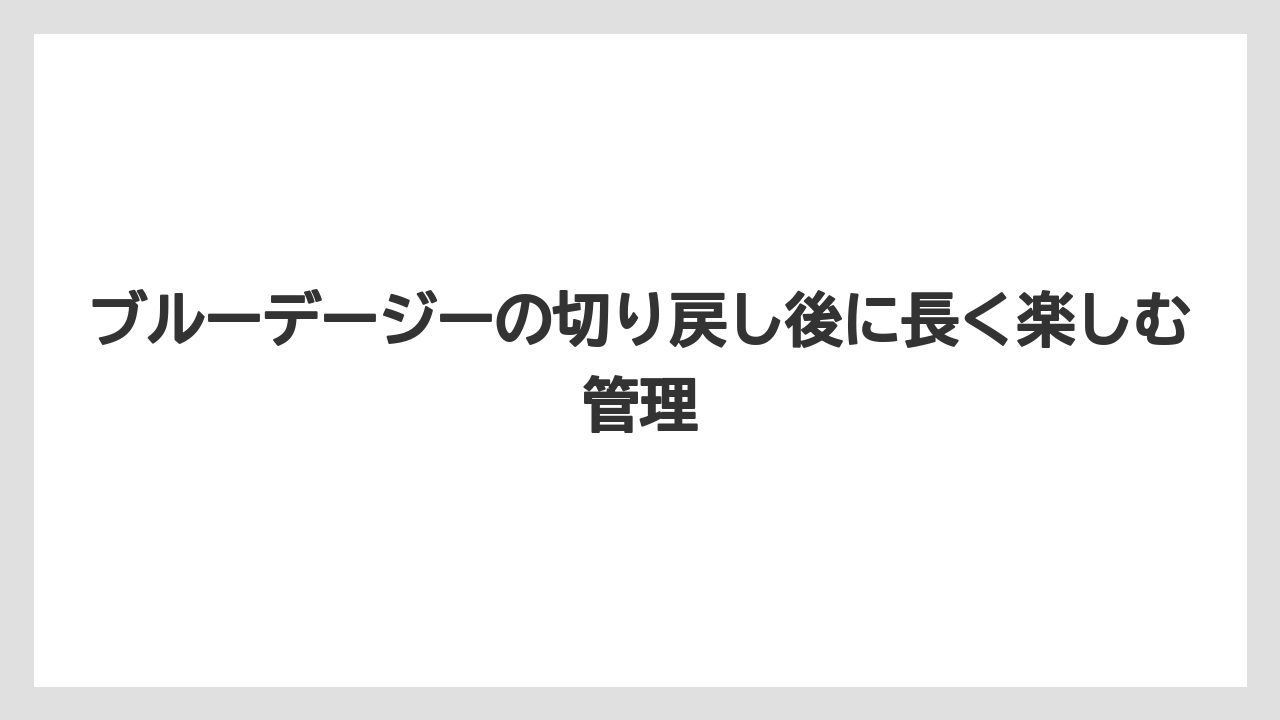 【栽培】【農園】【農業】デージーの切り戻し方法は一気に整えるより株の状態を見て行うこと