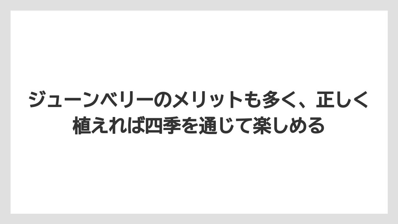 【オリーブ】【栽培】【農業】ジューンベリーのメリットも多く、正しく植えれば四季を通じて楽しめる