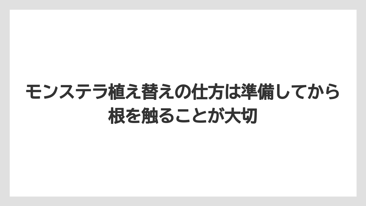 【モンステラ】【栽培】【農業】モンステラ植え替えの仕方は準備してから根を触ることが大切