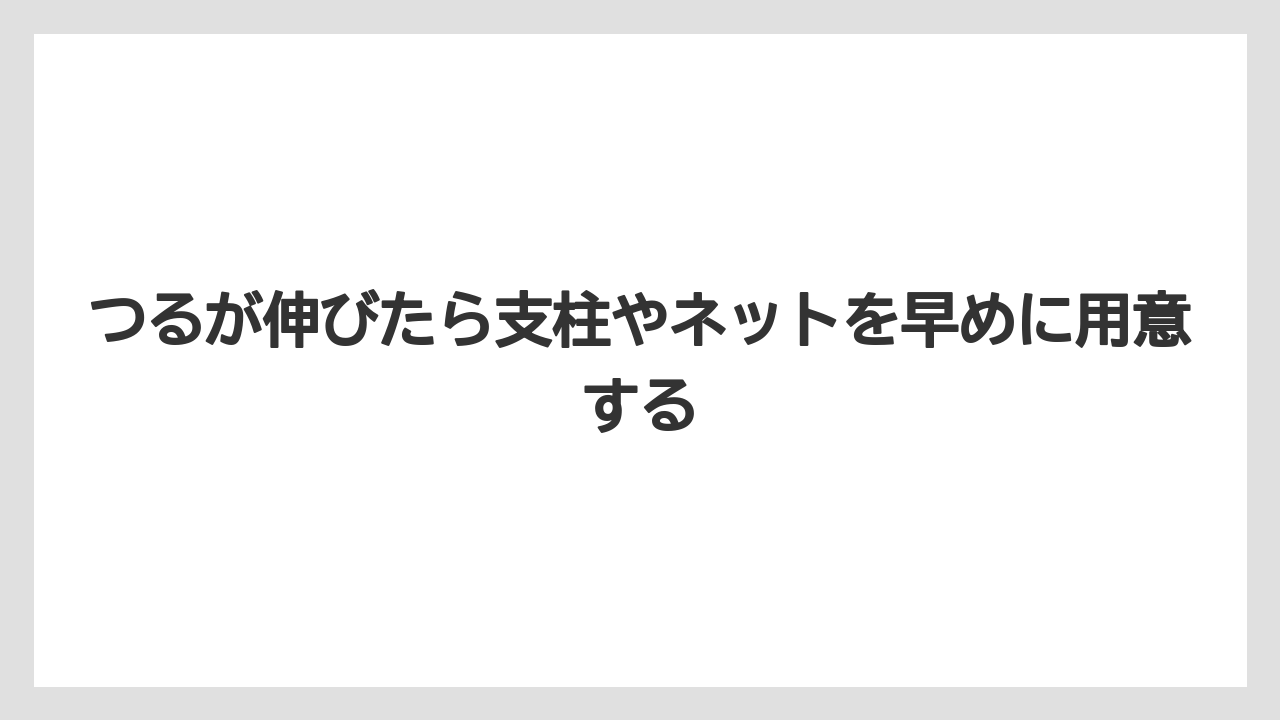 【支柱】【栽培】【豆苗】【農業】つるが伸びたら支柱やネットを早めに用意する