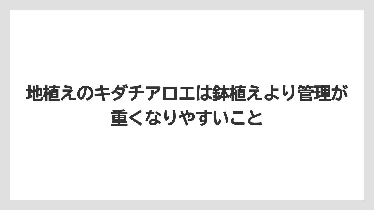 【栽培】【農園】【農業】地植えのキダチアロエは鉢植えより管理が重くなりやすいこと