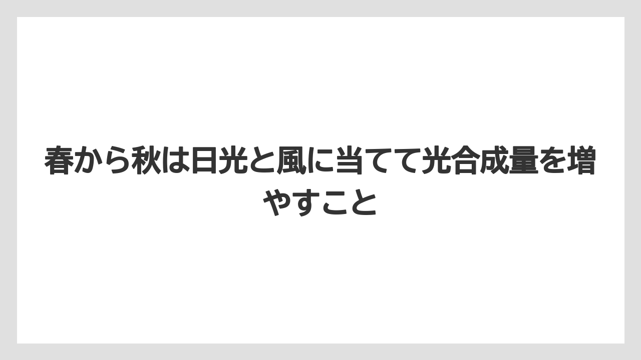 【パキラ】【木】【栽培】【育て方】春から秋は日光と風に当てて光合成量を増やすこと