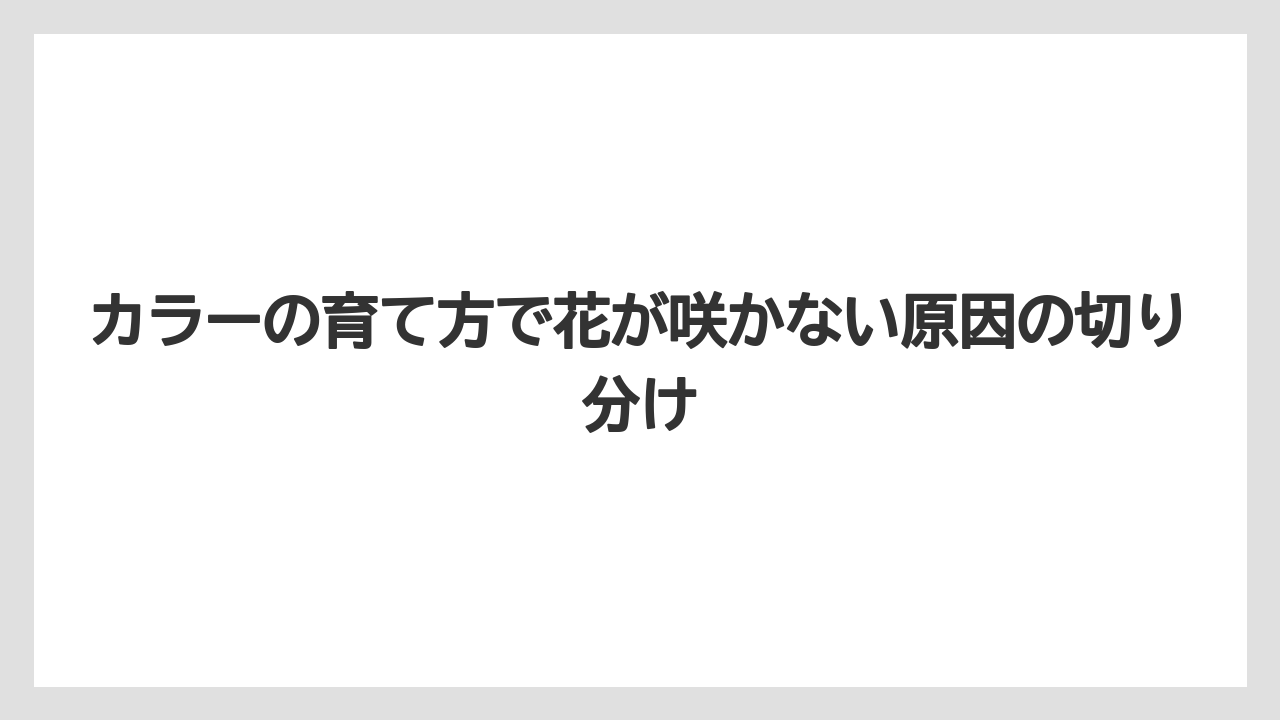 カラーの育て方で花が咲かない原因の切り分け