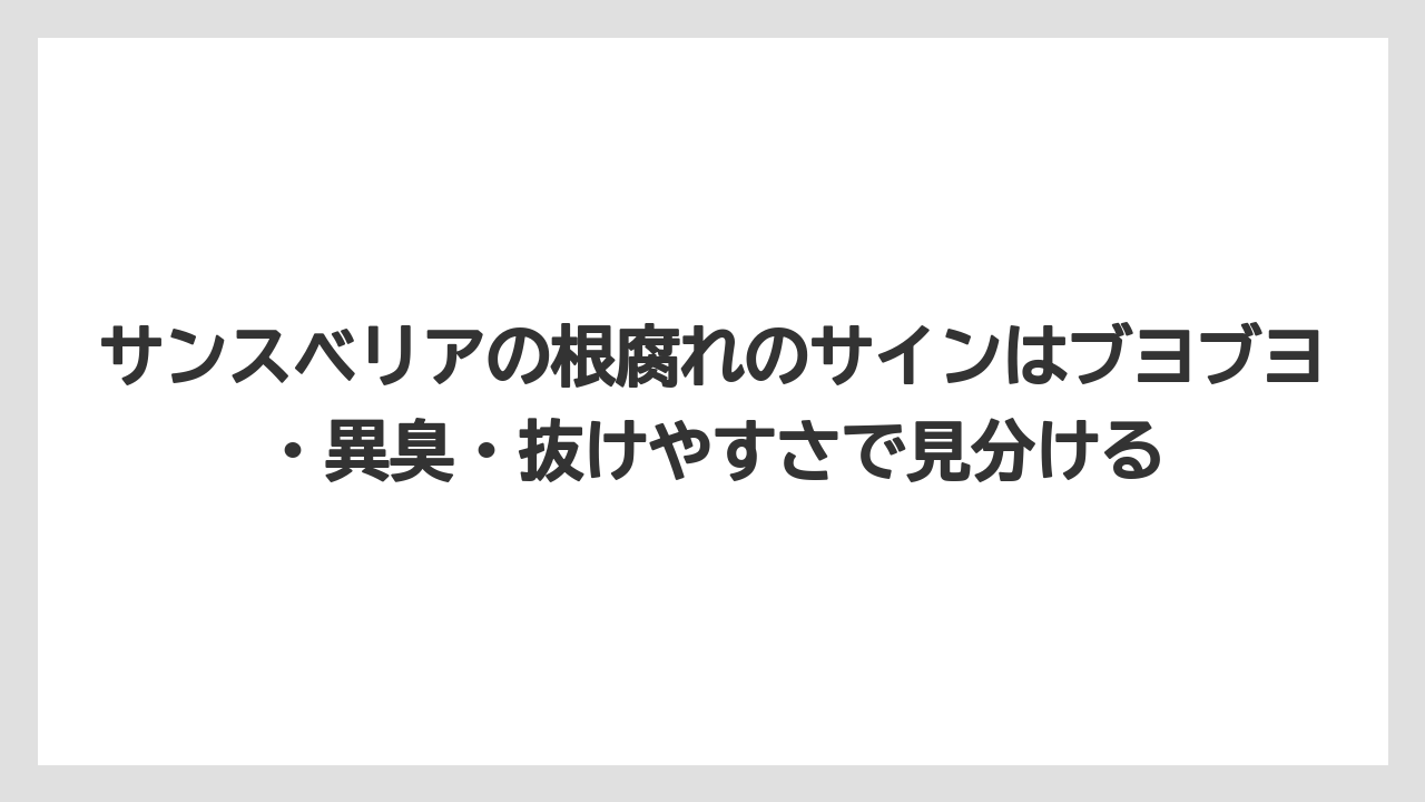 【サンスベリア】【栽培】【農業】サンスベリアの根腐れのサインはブヨブヨ・異臭・抜けやすさで見分ける