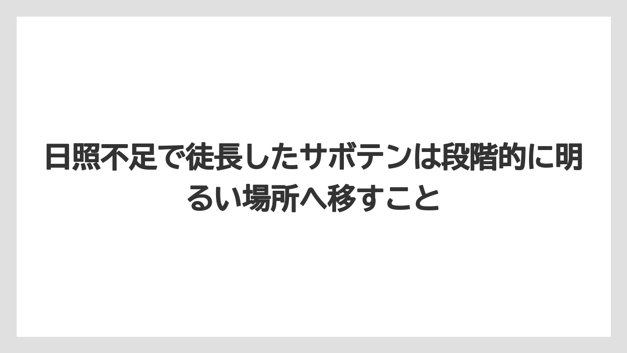 【サボテン】【危険】【枯れ】【栽培】日照不足で徒長したサボテンは段階的に明るい場所へ移すこと