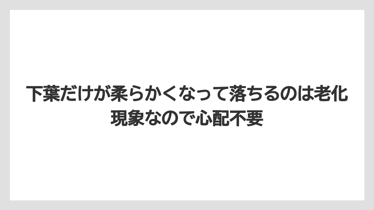 【木】【栽培】【農業】下葉だけが柔らかくなって落ちるのは老化現象なので心配不要