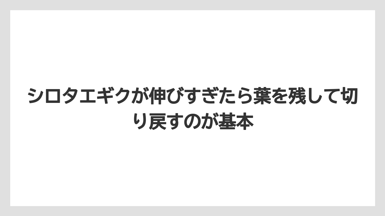 【栽培】【農園】【農業】シロタエギクが伸びすぎたら葉を残して切り戻すのが基本