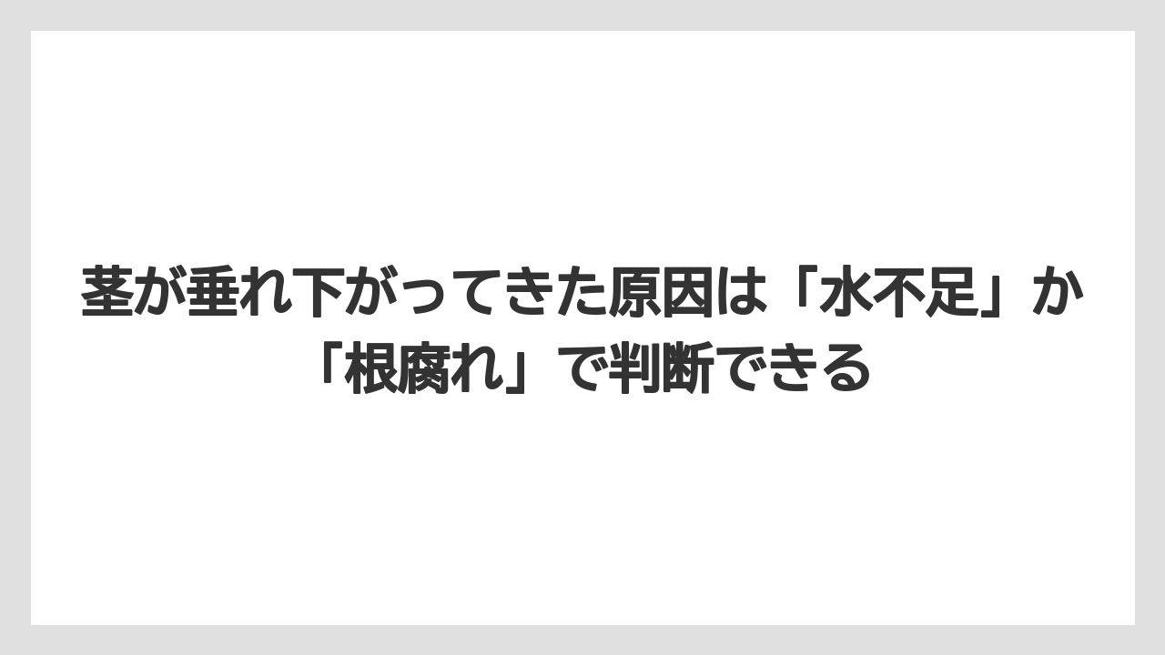 【栽培】【農園】【農業】茎が垂れ下がってきた原因は「水不足」か「根腐れ」で判断できる