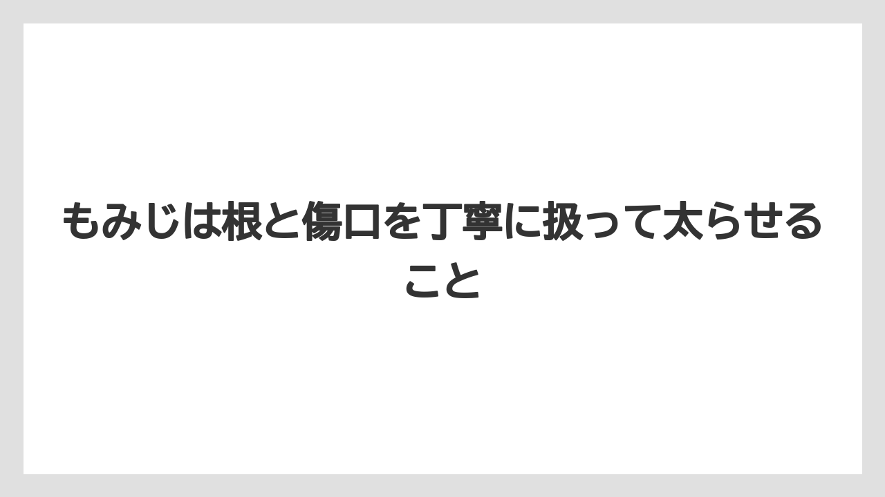 【100均】【もみじ】【ゼオライト】【バラ】【栽培】もみじは根と傷口を丁寧に扱って太らせること
