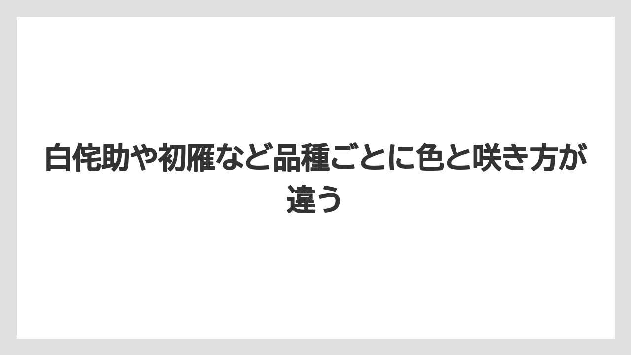 【栽培】【農園】【農業】白侘助や初雁など品種ごとに色と咲き方が違う
