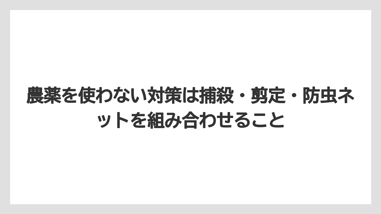 【しそ】【大葉】【栽培】【農業】農薬を使わない対策は捕殺・剪定・防虫ネットを組み合わせること